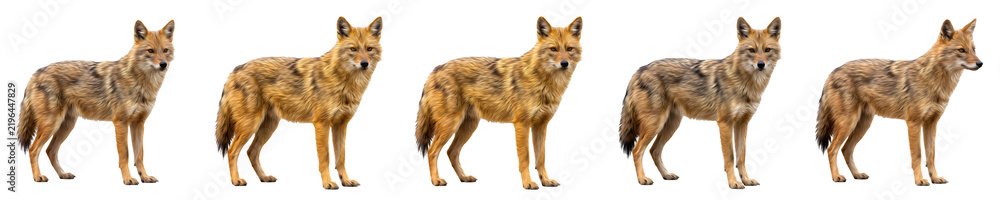 Fototapeta premium Golden Jackal Standing Poses Set Isolated on White Background