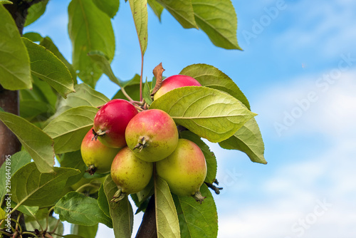 Obraz na płótnie Ripe apples hang from the branch.