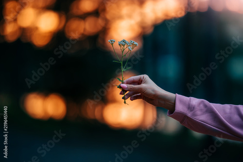 Fotografie Yarrow (Achillea millefolium) flower held in hand at golden hour, beautiful autu