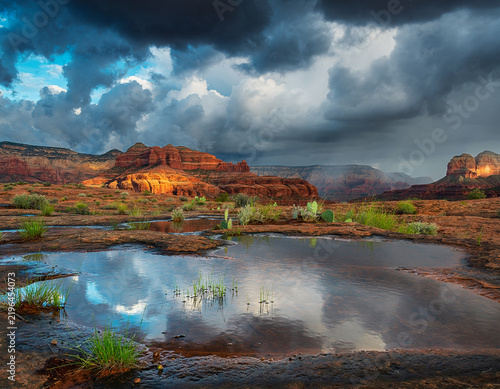 Desert After Rain