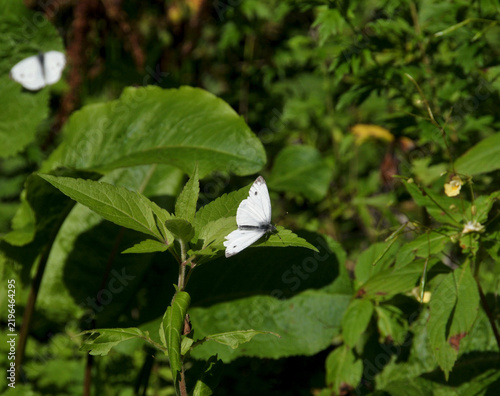 Kleiner Kohlweißling (Pieris rapae) 