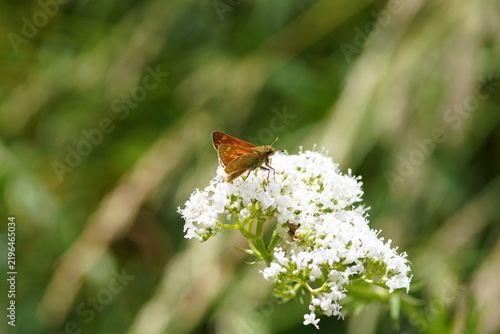 Butterfly Large skipper (Ochlodes sylvanus) on white flowers of Valerian (Valeriana officinalis). France, June.