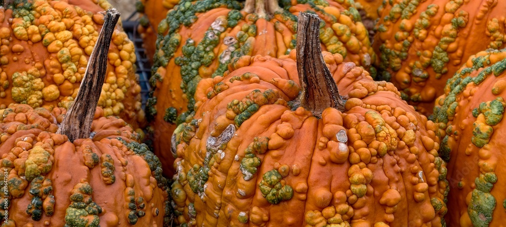 Fototapeta premium Bumpy Knucklehead heirloom pumpkins at a local farm market. Horizontal orange and green warty winter squash harvested in autumn. Unique Halloween decorations, rustic Thanksgiving porch styling