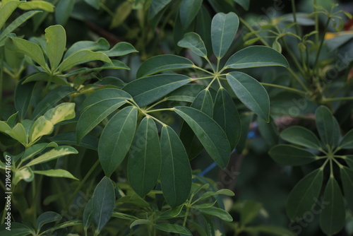 Beautiful leaves of a houseplant