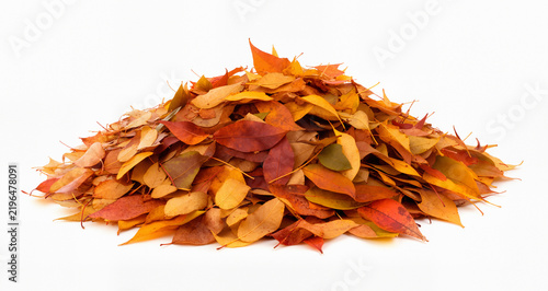 pile of autumn leaves isolated on white background
