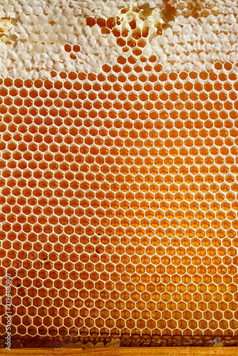 Texture of golden honeycombs sealed with wax caps, filling the entire frame. Natural apiary background.