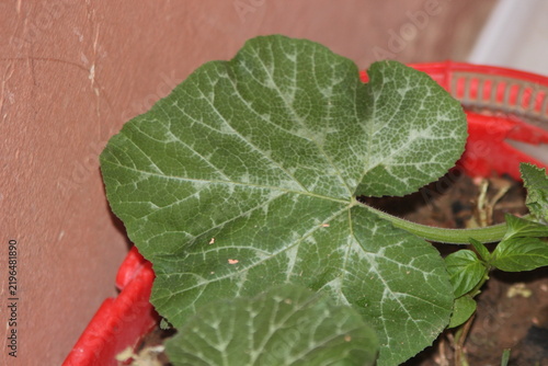 Konstfotografi Fresh Green Pumpkin Leaves Growing in a Garden