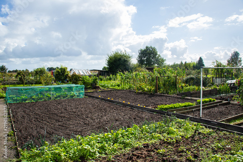 Konstfotografi Allotment garden with vegetables growing in ground