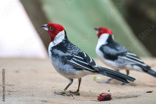 Canvastavla Two red-capped cardinals with striking plumage stand on sandy ground