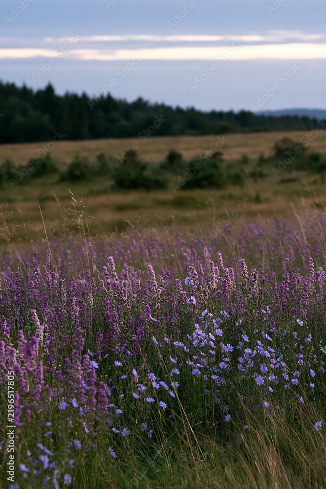 Obraz premium Sainfoin chicory meadow in bloom under clear sky