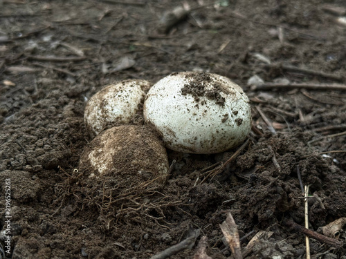 Cuadro en lienzo Common stinkhorn fungus in egg stage growing from a dark fertile soil forest ground
