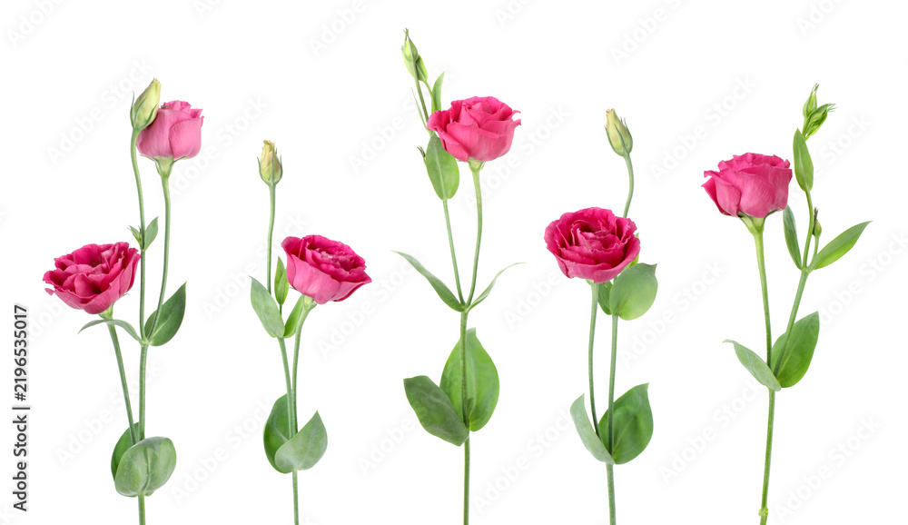 Obraz premium Beautiful eustoma flowers in row isolated on white, set
