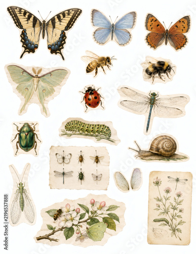 Vintage Insect and Butterfly Cutouts with Garden Details
