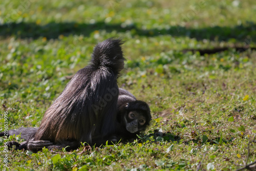 Canvas Print Two black spider monkeys resting on a grassy field in the sun