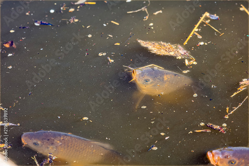 Obraz na płótnie Several carp swim near the surface of murky water with debris floating around