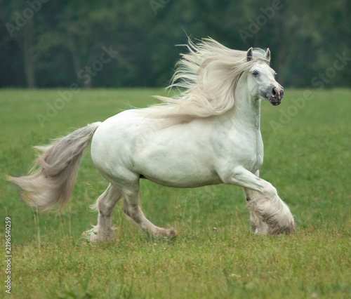adult female Gypsy Vanner Horse mare runs across grass field