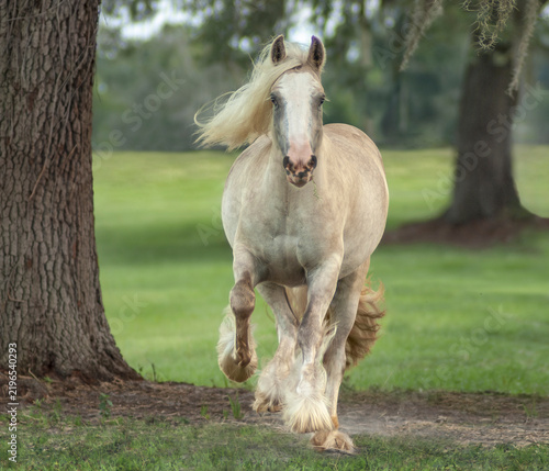 Obraz na plátně adult female dapple palomino coat Gypsy Vanner Horse mare runs in green field