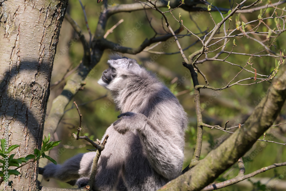 Obraz premium Lemur sitting on a tree branch, looking up at the sky with a thoughtful expression