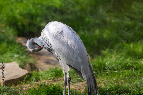 Konstfotografi Blue crane preening its feathers in a grassy field on a sunny day