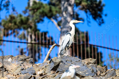 Фотография Majestic grey heron perched on rocky outcrop against a vibrant blue sky