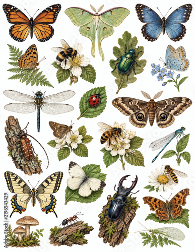 Vintage forest ephemera assortment for nature-themed crafts