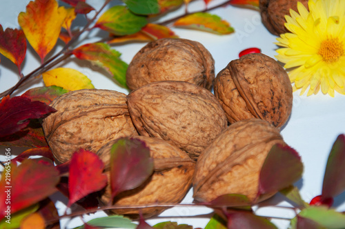 Close up view of harvested whole walnuts in shells arranged with colorful autumn leaves, red berries and a bright yellow flower on a white background