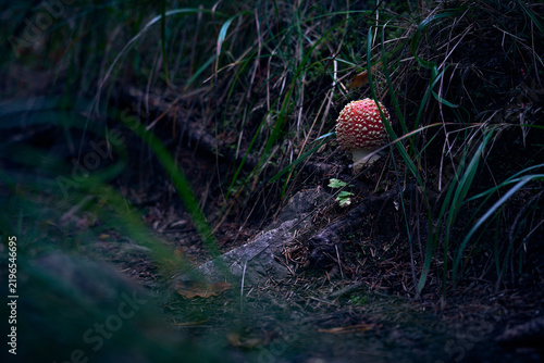 Canvas Print Single Fly Agaric Mushroom Growing in Dark Moody Nordic Forest Floor