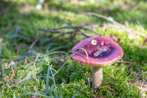 Quadro su tela Red wild mushroom growing among green moss and grass in forest with copy space i