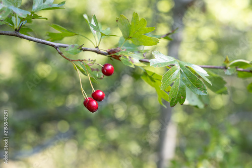 Fotografía Red hawthorn berries on branch with green leaves, blurred background and copy sp
