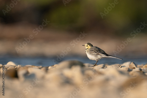 Fotografía Small wagtail bird standing on a pebble beach