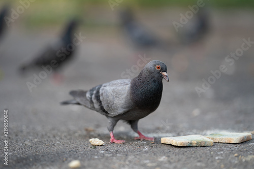 Wild pigeons eating bread crumbs on the ground in the city