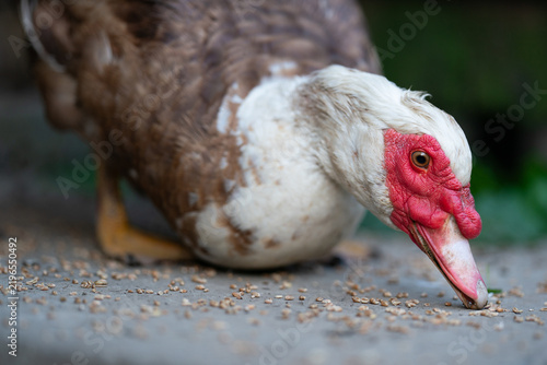 Cuadro en lienzo Muscovy duck pecking grain on a farm