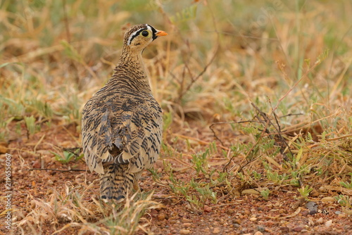 Konstfotografi Black-faced Sandgrouse, Serengeti national Park