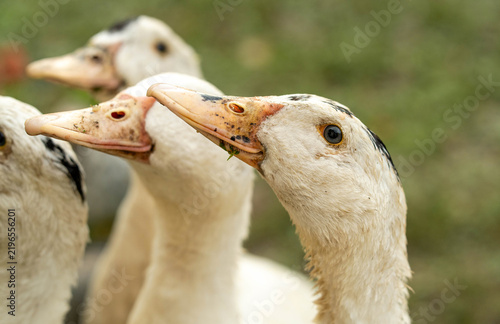 A group of ducks gather closely together, their heads raised, as they enjoy the serene atmosphere of a sunlit farm. The lush greenery surrounds them, creating a tranquil scene