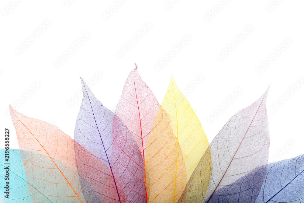Obraz premium Rainbow leaves