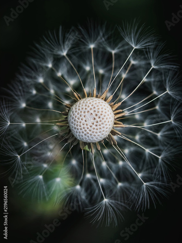 Obraz na płótnie Close up of a dandelion seed head with detailed center against a dark background