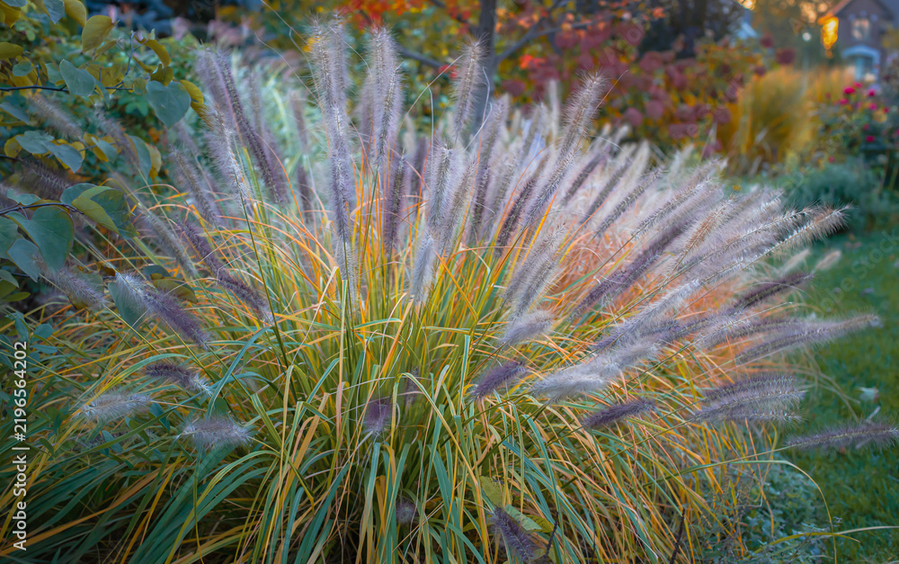 Fototapeta premium Red Head fountain grass, Pennisetum alopecuroides, glows in autumn light, its feathery burgundy plumes rising above golden foliage against a softly blurred garden filled with fall color.