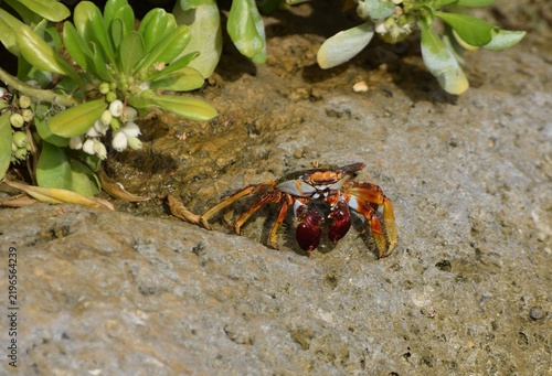 Fotografía Red Rock Craw Sally Lightfoot