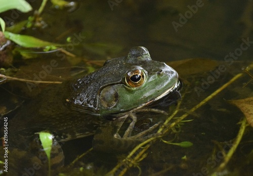 Canvastavla American Bulfrog