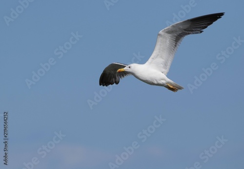Canvastavla Lesser Black Backed Gull