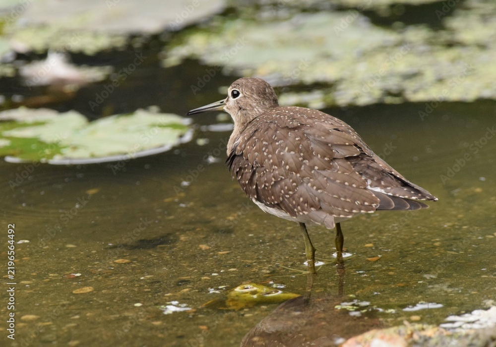 Fototapeta premium Spotted Sandpiper