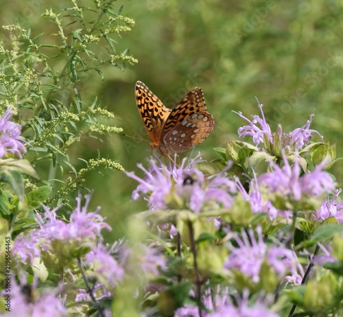 Bild auf Leinwand Great Spangles Fritillary