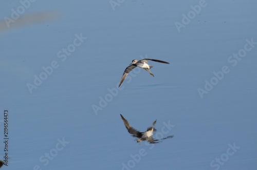 Bild auf Leinwand Greater Yellowlegs