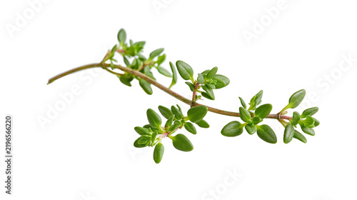 Isolated fresh thyme sprig, vibrant green herb for cooking and aromatic seasoning ingredient.