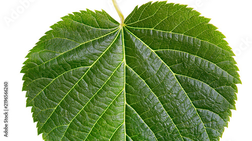 Obraz na plátne Isolated vibrant green leaf with prominent vein structure and serrated edge deta