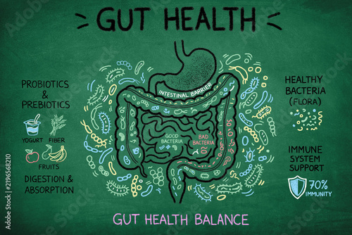 Gut Health Digestive System and Immune Support on Chalkboard	
