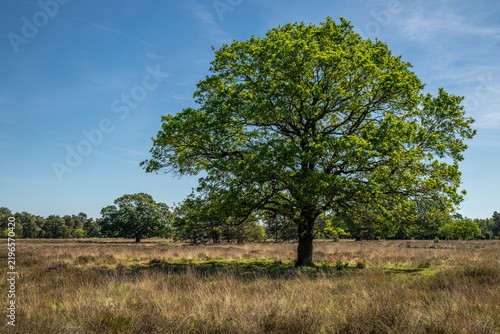 Buurserzand Nature Reserve in the Netherlands