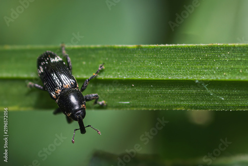 Macro close up of a weevil beetle on a green leaf background