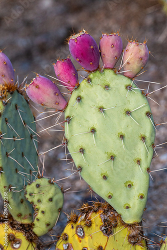 фотографія Closeup photo of a prickly pear cactus with red fruits, showing details of the pads' pattern and thorns in the desert of Arizona