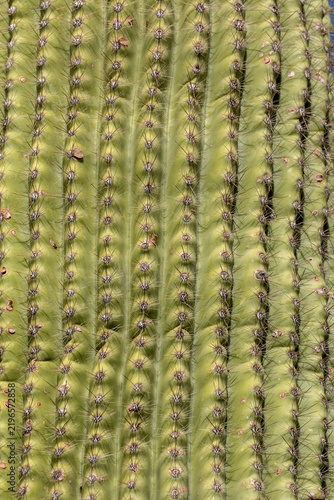 Cuadro en lienzo Closeup photo of a cactus trunk with ridges and thorns in the Arizona desert